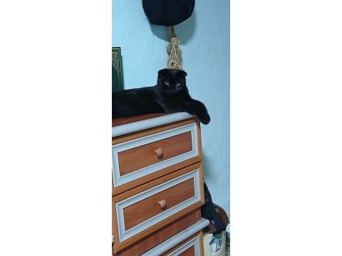 Dişi erkek bebek kediler
