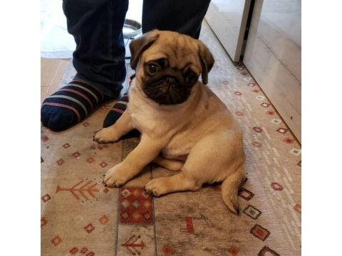 55 günlük renk ve anatomi güzeli pugmops bebekler