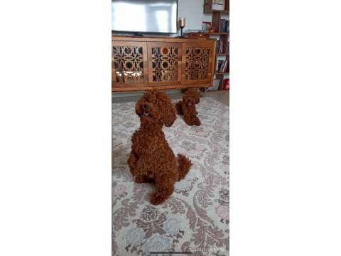 Scrli ırk sağlık boy kg garantili dark red brown poodle