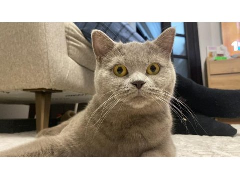 British shorthair ücretsiz yuva arıyorum