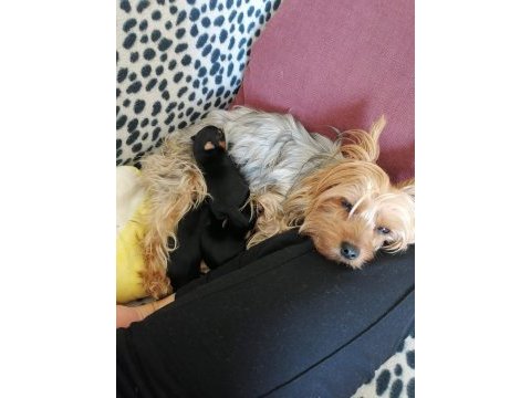 40 günlük dişi ve erkek yorkshire terrier