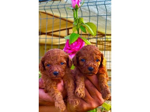 Toy poodle yavruları