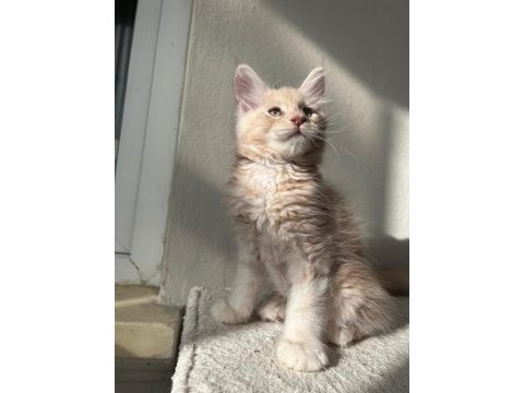 25.10 doğumlu teslime hazır maine coon yavruları