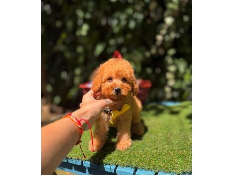Orjinal toy poodle yavrumuz 