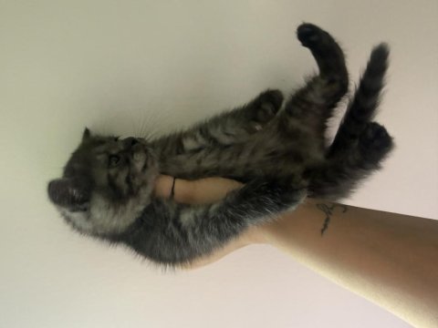 British shorthair 60 günlük kedimiz
