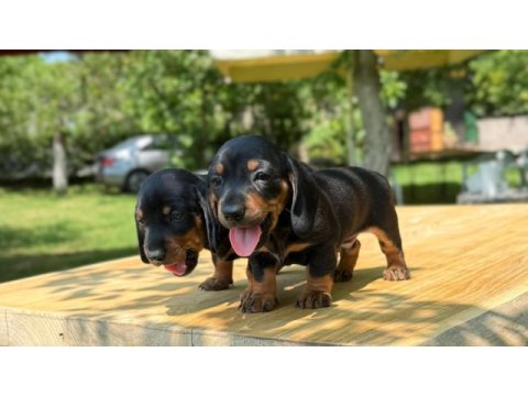 Şecereli dachshund yavruları sosis