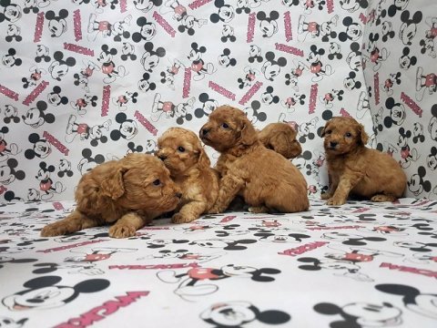 Toy poodle yavru köpekler