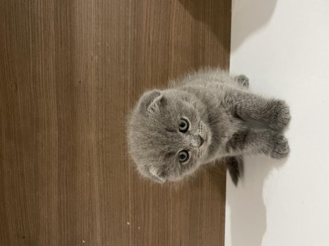 Mükemmel huylu scottish fold