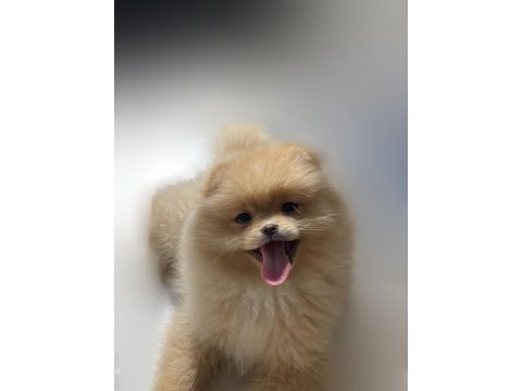 3 aylık dişi pomeranian boo yavrumuz