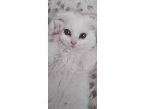 2 aylık beyaz scottish kedi satılık