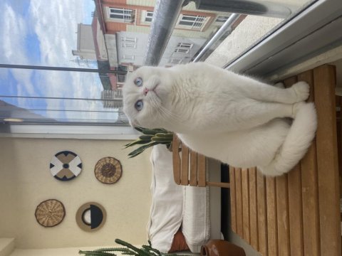 Ücretsiz sahiplendirme scottish fold kedisi
