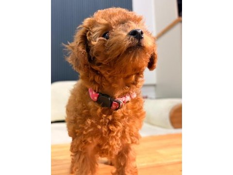 Teacup dişi toy poodle