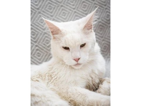 Bembeyaz iri yapılı maine coon erkek