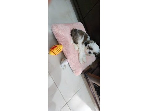 4 aylık shih tzu dobby yeni yuvasını arıyor