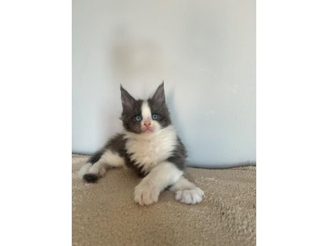 Mavi gözlü minik dev maine coon