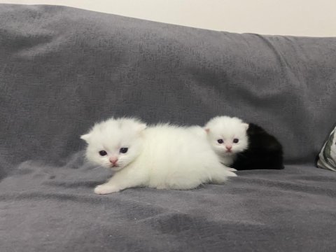 Scottish fold ve british