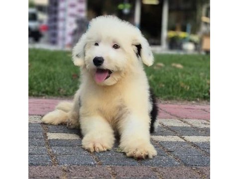 English sheepdog ( bobtaıl) yavrularimiz
