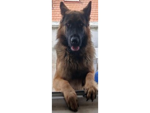 Ücretsiz ankara içi sahiplenilecek alman çoban köpeği