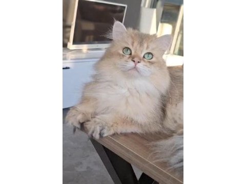 Golden british longhair british 1 yaşında erkek ücretsiz