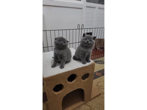 Ankara nın en güzel british shorthair yavruları