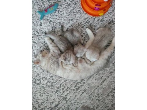 British shorthair yavrularımız