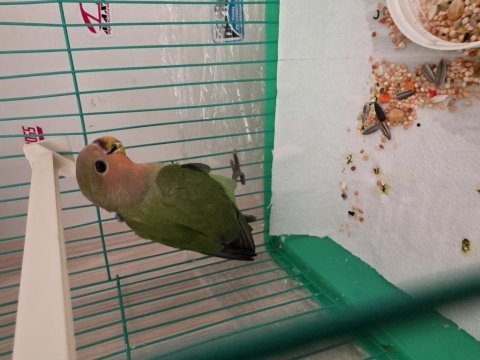 1.5 aylık sevda papağanı