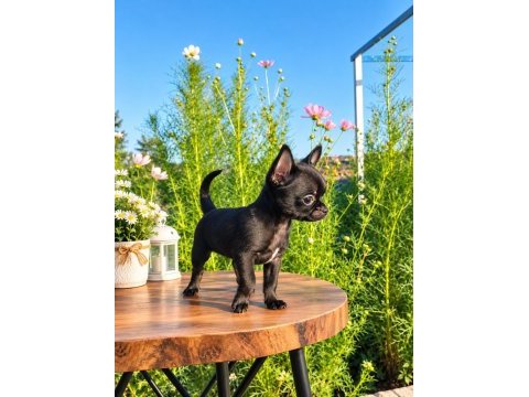 Mikro teacup siyahın en güzel tonu mükemmel erkek şivava
