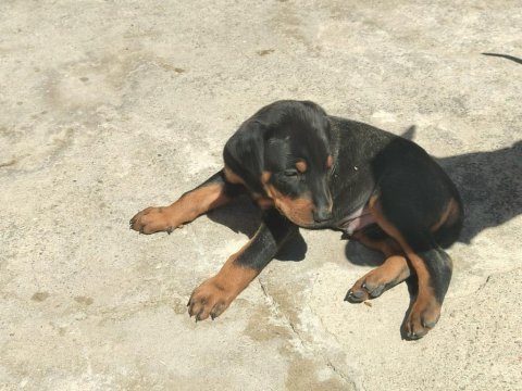 Yüksek zeka ve koruma, doberman yavruları burada!