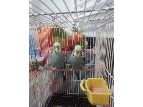 Jumbo ve show muhabbet kuşu toplu herşeyi ile verilicektir