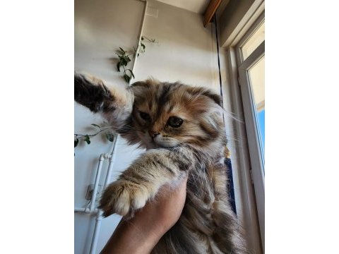Scottish fold longhair