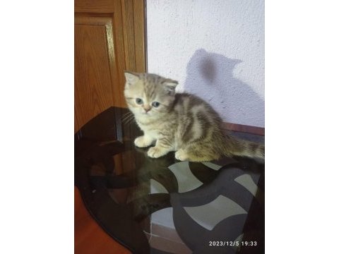 British longhair