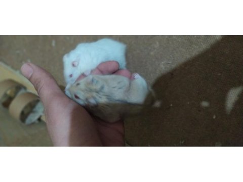 Yavru hamsterları sahiplendirmek istiyorum