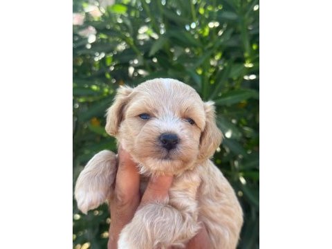 Sevgıyle buyuyen maltıpoo yavrularımız