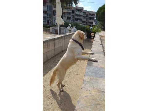 Beyaz dişi golden retriever