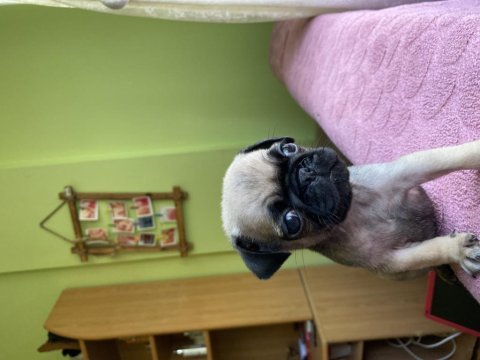 Sevimli yavru pug köpekler