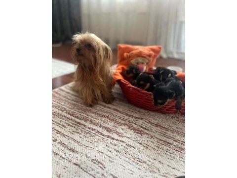 Yorki bebek köpekler