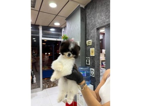 Orjinal güler yüzlü panda pomeranian yavrum