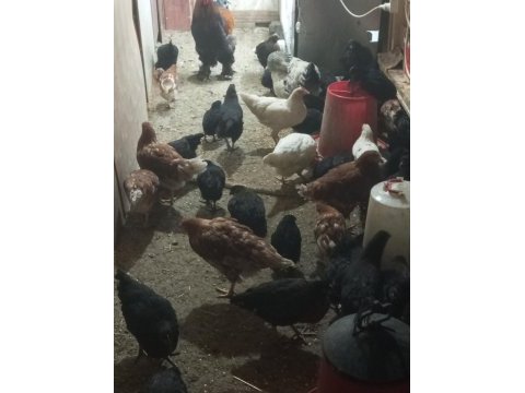 Tavuklar ördekler kazlar