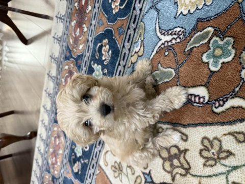 Dünyalar tatlısı maltipoo köpeğimiz