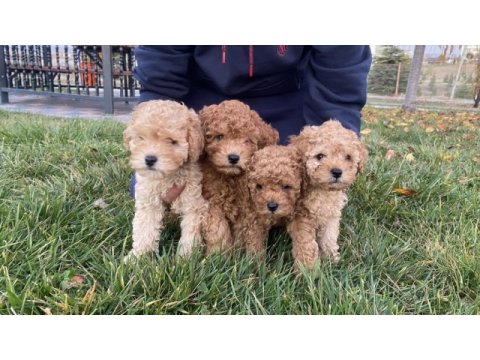Tüm renklerde orjinal ırk toy poodle yavrular