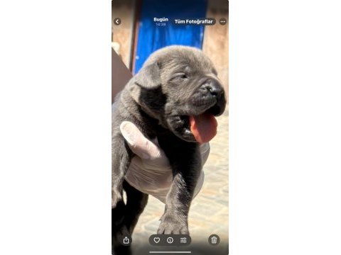 Cane corso yavru köpekler