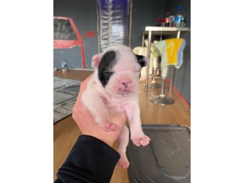 2 haftalık french bulldog yavrularımız yeni yuva arıyor