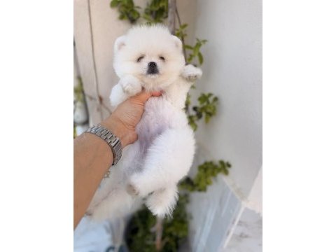 Teddy beyaz pomeranian boo