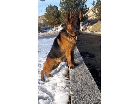 Showline erkek alman çoban köpeği yavru
