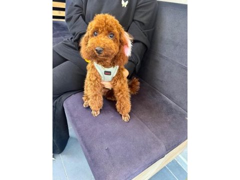 Yavru dişi toy poodle