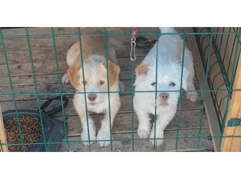Dişili erkekli kulübesiyle birlikte köpekler