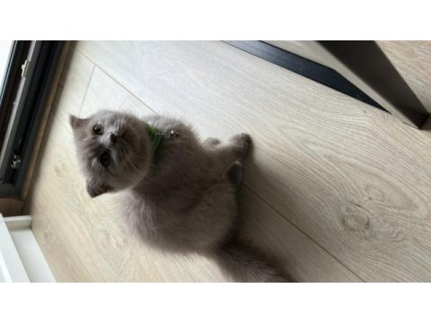 3 aylık scottish fold yavrularım