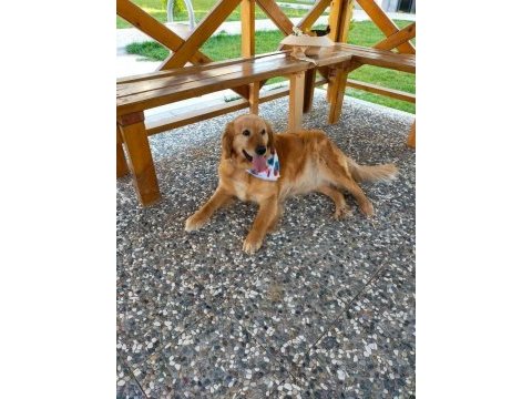Acil - golden retriever
