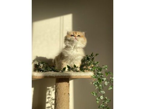 Ny12 british longhair