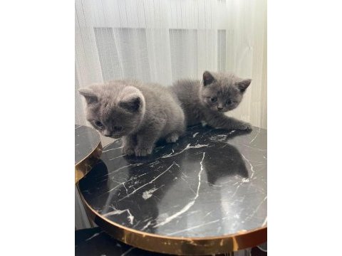 British shorthair yavrular gönderim mevcut